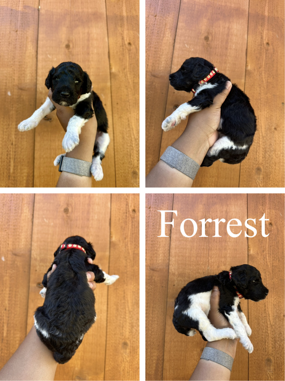 Forrest (Red collar) 2